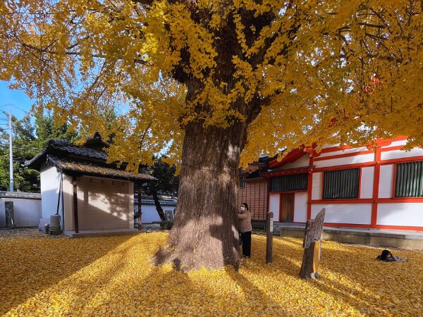 姪浜住吉神社ガイド